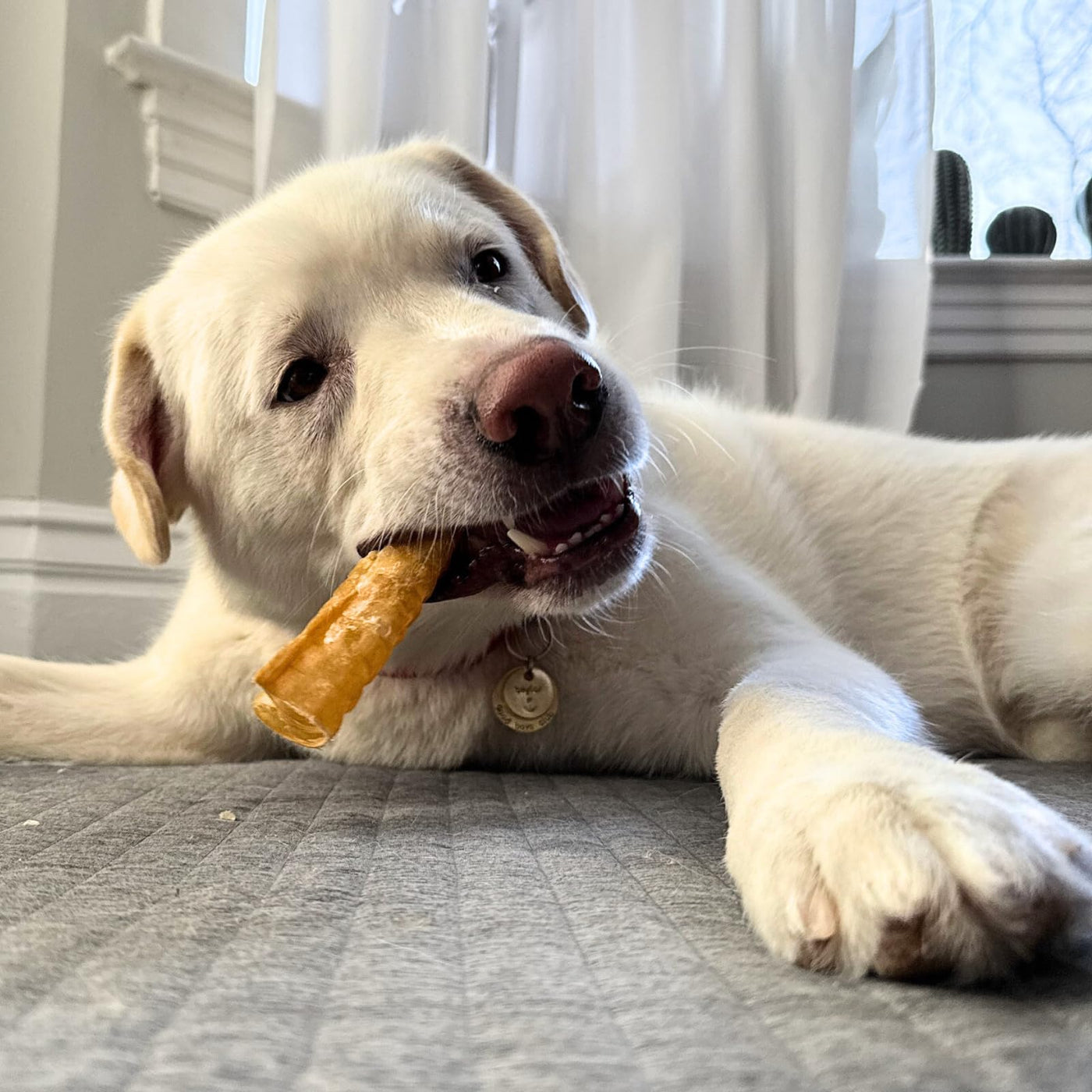 Purely Paws Natural Beef Trachea
