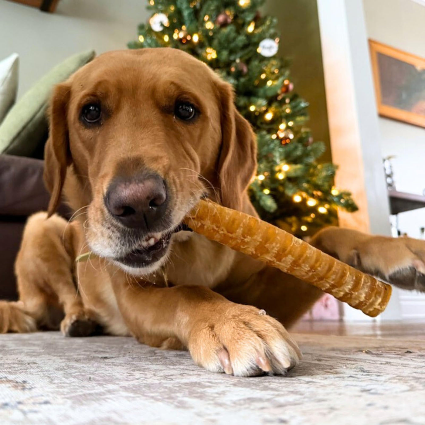 Purely Paws Natural Beef Trachea