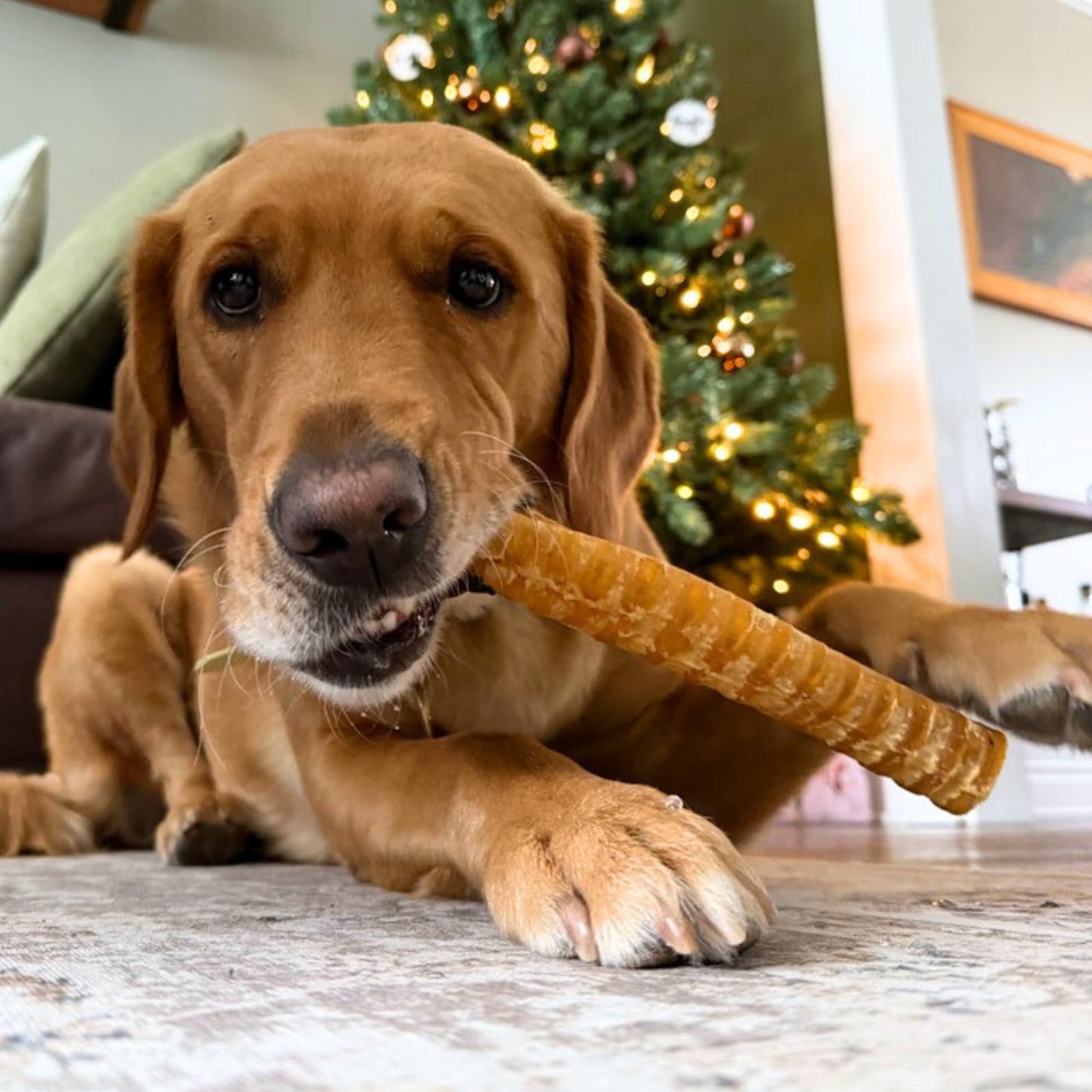 Purely Paws Natural Beef Trachea