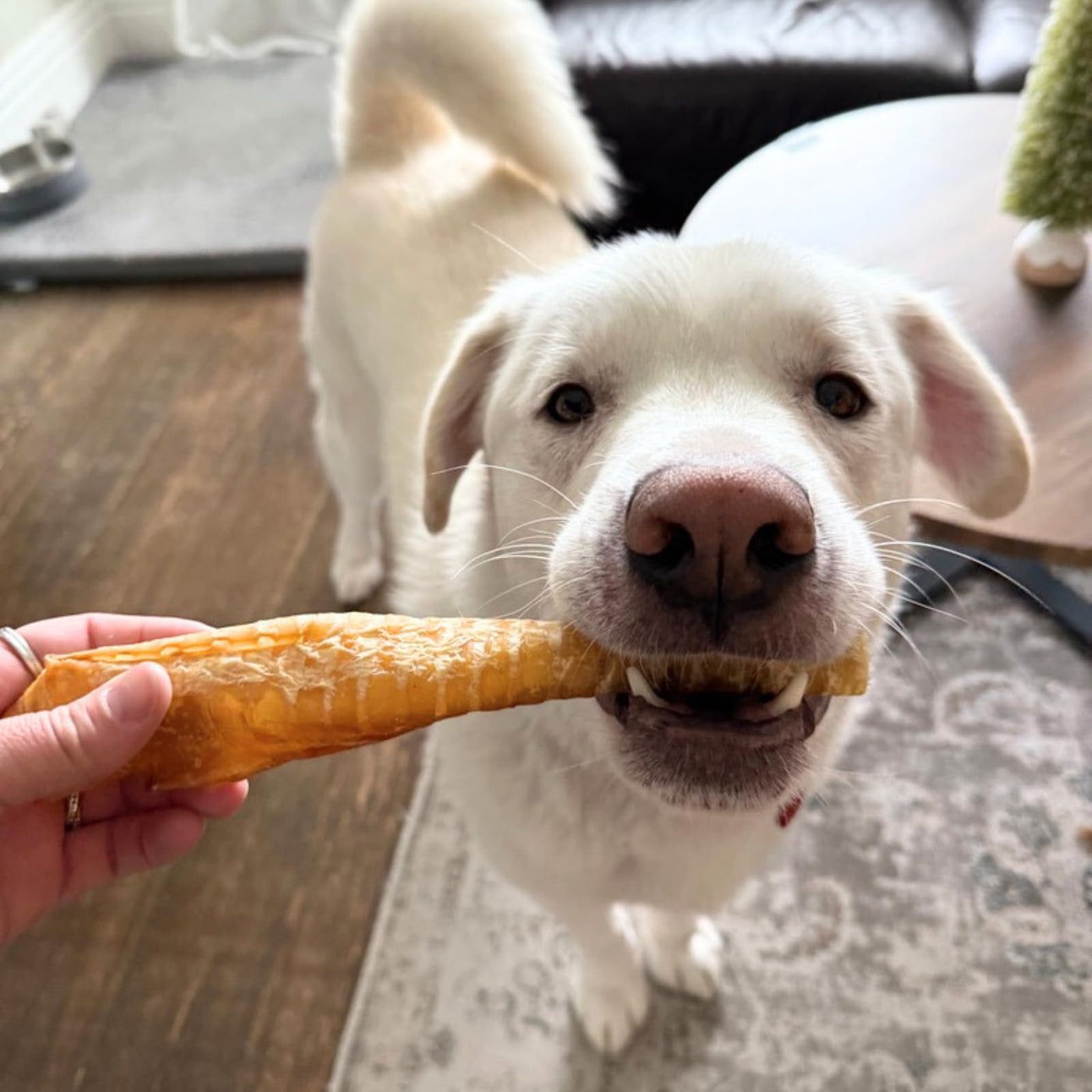 Purely Paws Natural Beef Trachea