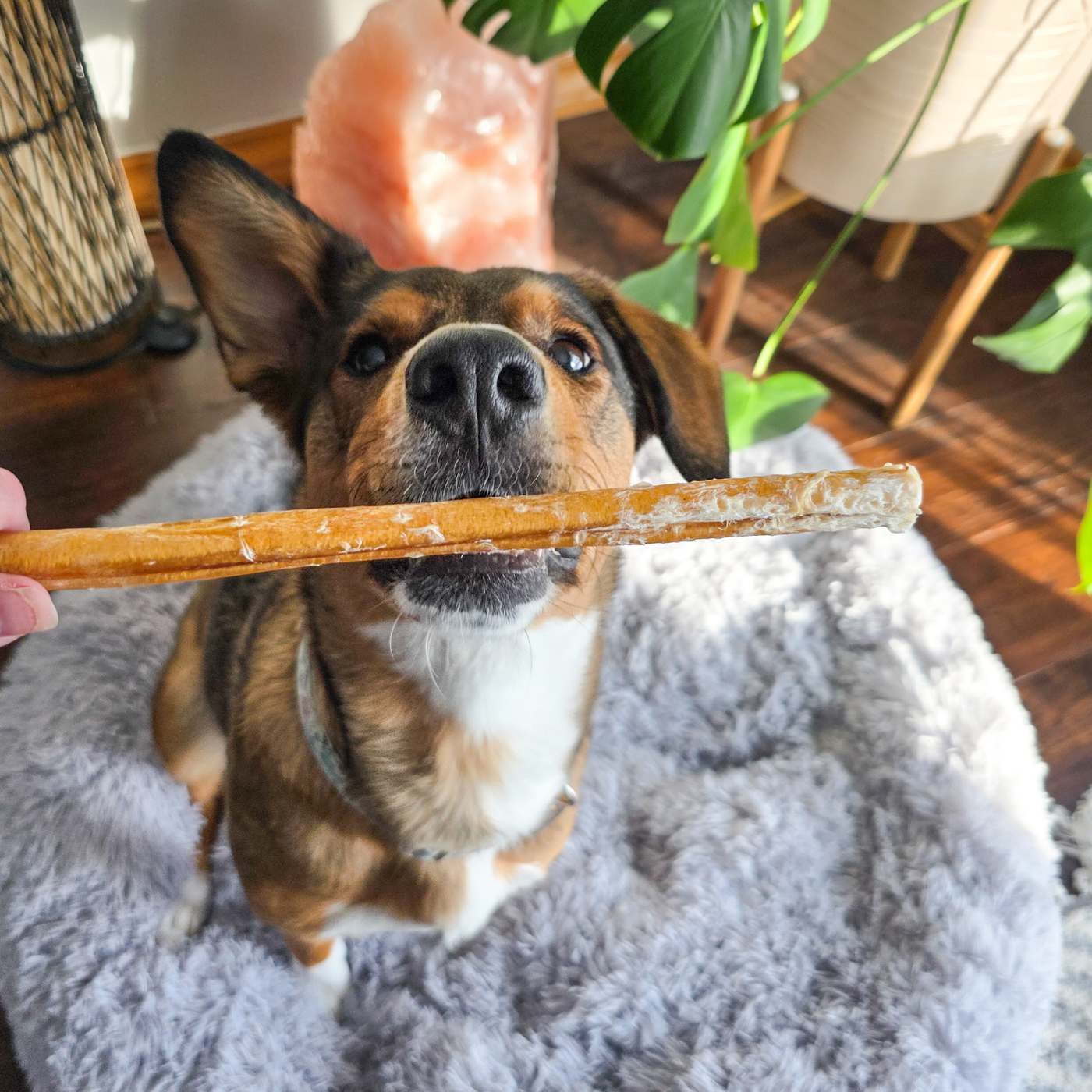 Purely Paws Natural Bully Sticks