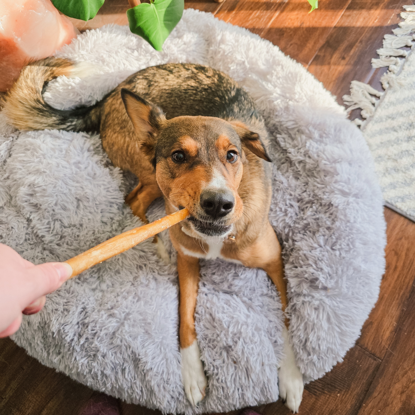 Purely Paws Natural Bully Sticks