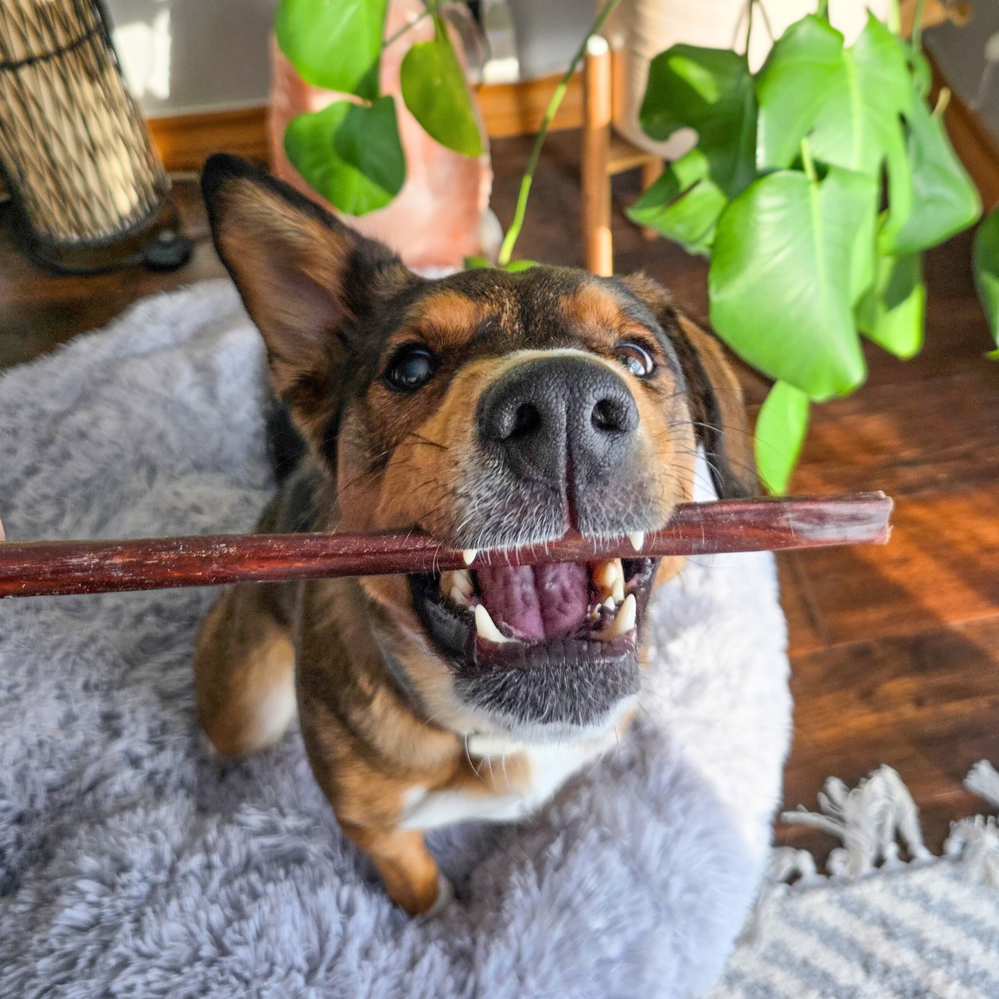 Purely Paws Natural Beef Esophagus Sticks